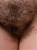 Hairy Delphine