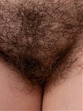 Hairy Delphine